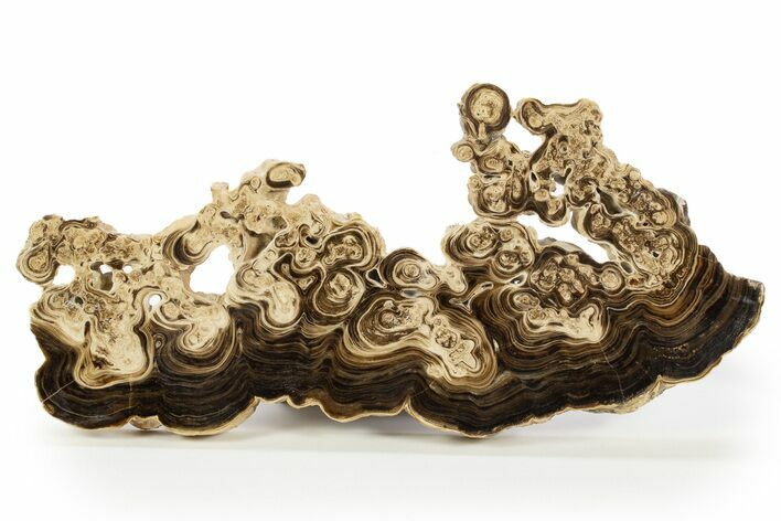 Swirling, Polished Chocolate Calcite Slab - Pakistan #323258